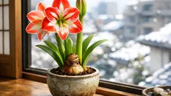 冬の窓辺でアマリリスを咲かせる育て方、球根の植え付けから花後の管理まで