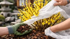 レンギョウの花が少ない原因は冬前にあった 花芽を守って春に満開へ